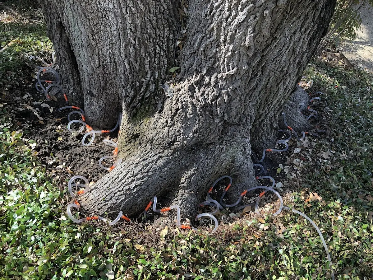 Detailed Tree Cabling and Bracing job site in Geneva